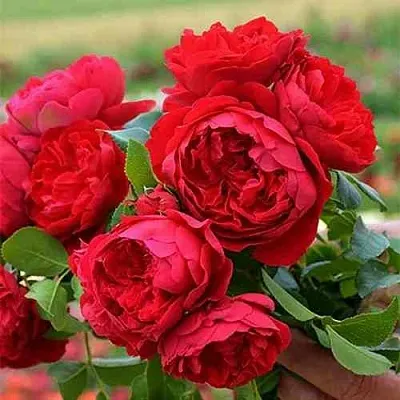 Саженцы роз ФЛОРЕНТИНА плетистая  Саженцы роз ФЛОРЕНТИНА плетистая в Рязани