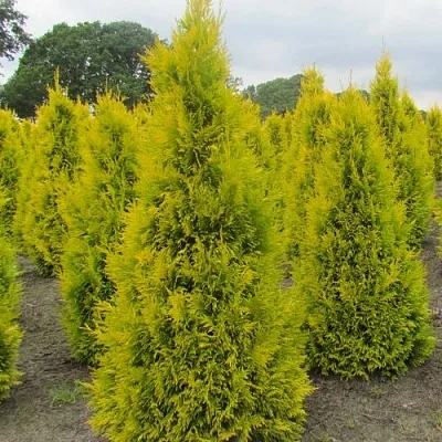 Туя САНКИСТ западная  Туя САНКИСТ западная в Рязани