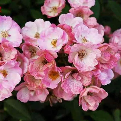 Саженцы роз АЛДЕН БИЗЕН мускусная  Саженцы роз АЛДЕН БИЗЕН мускусная в Рязани