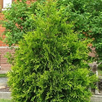 Туя АНЯ (АНИЕ) западная  Туя АНЯ (АНИЕ) западная в Рязани