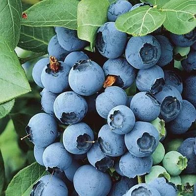 Голубика КОВИЛЛ  Голубика КОВИЛЛ в Рязани