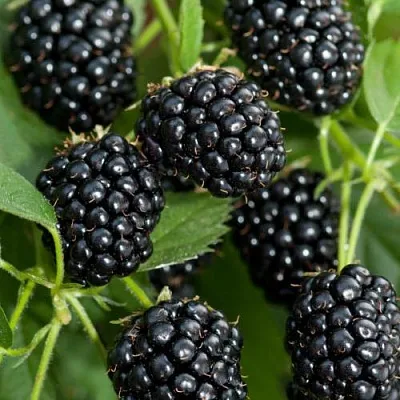 Ежевика АГАВАМ в Рязани