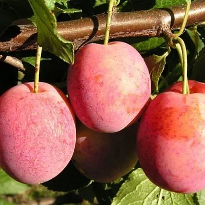 Слива ВИКТОРИЯ  Слива ВИКТОРИЯ в Рязани