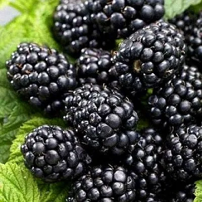 Ежевика БЖЕЗИНА бесшипная в Рязани