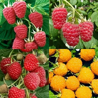 Комплект МАЛИНОВОЕ АССОРТИ в Рязани