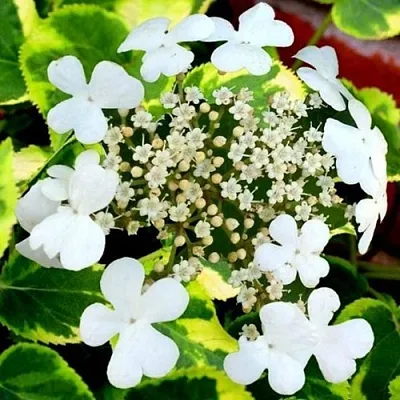 Гортензия МИРАНДА черешковая  Гортензия МИРАНДА черешковая в Рязани