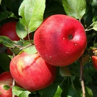 Яблоня ВАЛЕРИЯ  Яблоня ВАЛЕРИЯ в Рязани