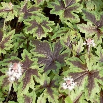 Гейхера ШУГА ЭНД СПАЙС  Гейхера ШУГА ЭНД СПАЙС в Рязани