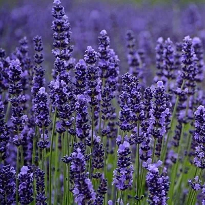 Лаванда МАНСТЕД узколистная  Лаванда МАНСТЕД узколистная в Рязани