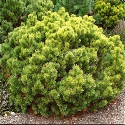 Ель ДАНС ДВАРФ обыкновення  Ель ДАНС ДВАРФ обыкновення в Рязани