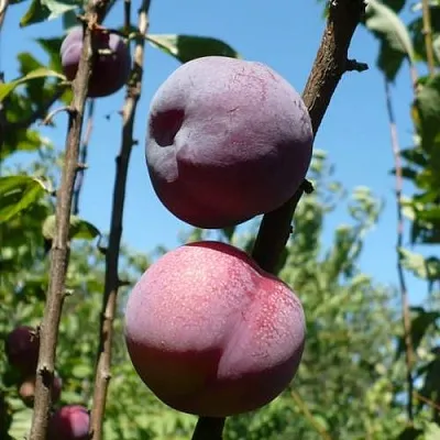 Плумкот ВЕЙ ВОНГ  Плумкот ВЕЙ ВОНГ в Рязани