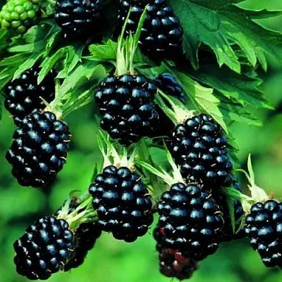 Ежевика КИТАНИНИ бесшипная в Рязани