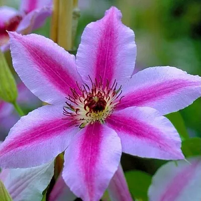 Клематис НЕЛЛИ МОЗЕР  Клематис НЕЛЛИ МОЗЕР в Рязани