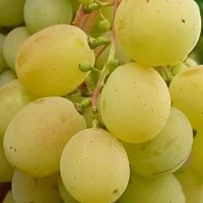 Виноград ТАЛИСМАН  Виноград ТАЛИСМАН в Рязани