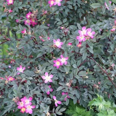 Саженцы роз сизая — описание сорта Саженцы роз сизая в Рязани