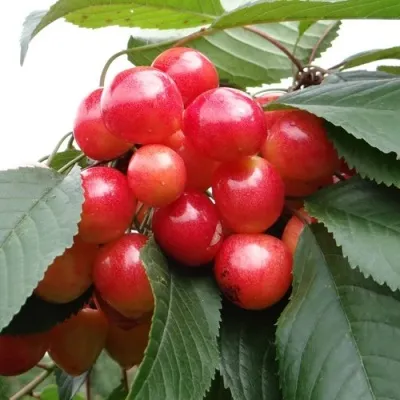 Черешня ГАСТИНЕЦ — описание сорта Черешня ГАСТИНЕЦ в Рязани