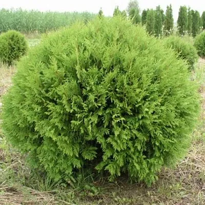 Туя ГЛОБОЗА западная  Туя ГЛОБОЗА западная в Рязани