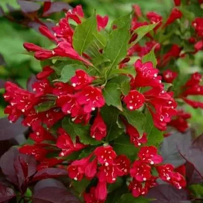 Вейгела РЕД ПРИНЦ  Вейгела РЕД ПРИНЦ в Рязани