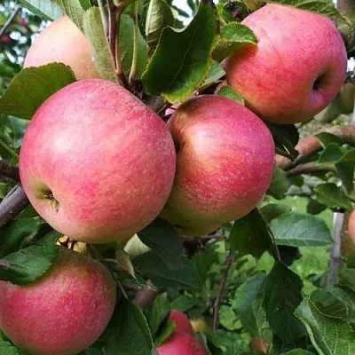 Яблоня ТЕРЕМОК  Яблоня ТЕРЕМОК в Рязани