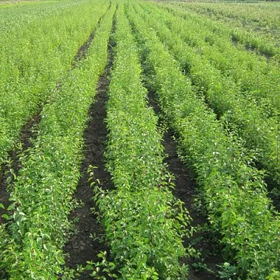 Подвой  Подвой в Рязани