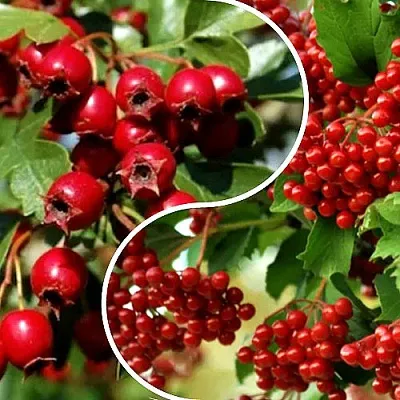 Комплект БУДЬ ЗДОРОВ в Рязани