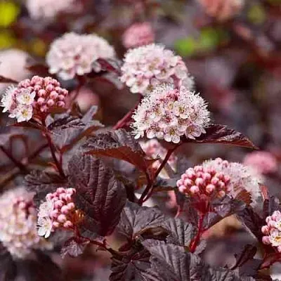 Пузыреплодник АНДРЕ   Пузыреплодник АНДРЕ  в Рязани