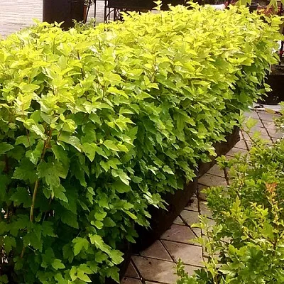 Комплект АНГЕЛ ГОЛД в Рязани