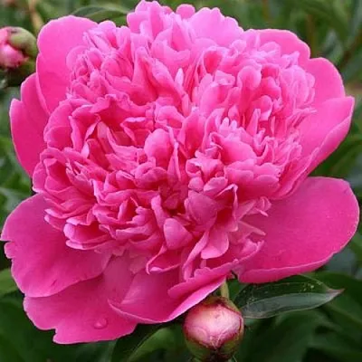 Пион ЭДУЛИС СУПЕРБА травянистый  Пион ЭДУЛИС СУПЕРБА травянистый в Рязани