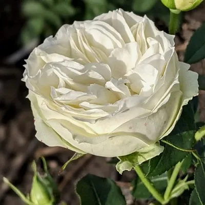 Саженцы роз ВАЙТ ПИАНО чайно-гибридная  Саженцы роз ВАЙТ ПИАНО чайно-гибридная в Рязани