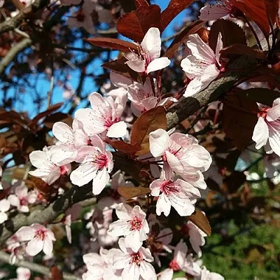 Слива ВУДИ растопыренная  Слива ВУДИ растопыренная в Рязани