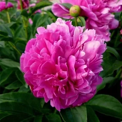 Пион ФЕЛИКС КРАУССЕ травянистый  Пион ФЕЛИКС КРАУССЕ травянистый в Рязани