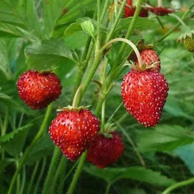 Земляника АЛЬПИЙСКАЯ  Земляника АЛЬПИЙСКАЯ в Рязани