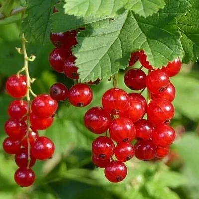 Смородина красная РОНДОМ  Смородина красная РОНДОМ в Рязани