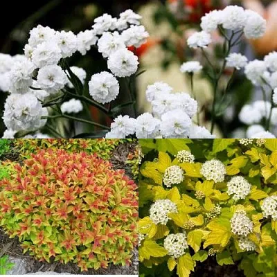 Комплект СОЛНЕЧНЫЙ МИКС в Рязани