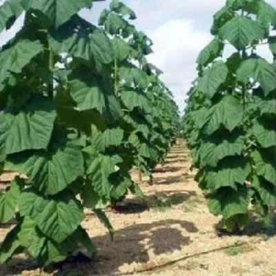 Павлония ПАО ТОГН Z07 в Рязани