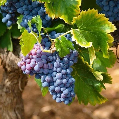 Виноград ЗИЛГА  Виноград ЗИЛГА в Рязани