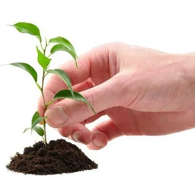 Саженцы  Саженцы в Рязани