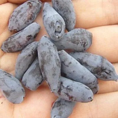 Жимолость съедобная ЧУЛЫМСКАЯ  Жимолость съедобная ЧУЛЫМСКАЯ в Рязани