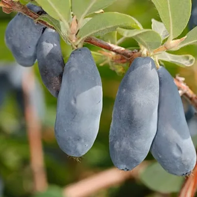 Жимолость съедобная СИНИЙ УТЕС  Жимолость съедобная СИНИЙ УТЕС в Рязани