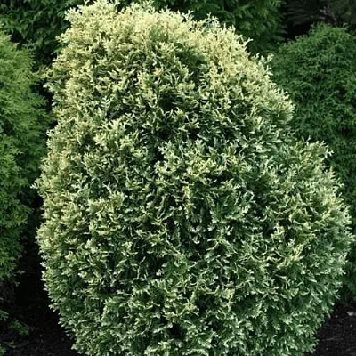 Туя ЛИТОМИШИЛ западная в Рязани