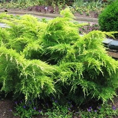 Можжевельник ГОЛД КОСТ средний  Можжевельник ГОЛД КОСТ средний в Рязани