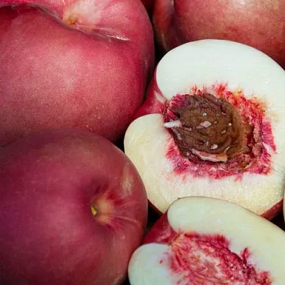 НЕКТАПЛЮМ  НЕКТАПЛЮМ в Рязани