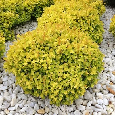 Барбарис БОНАНЗА ГОЛД тунберга  Барбарис БОНАНЗА ГОЛД тунберга в Рязани