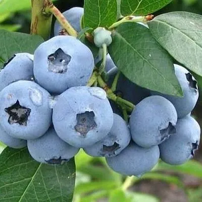 Голубика БЛЮЭТТА  Голубика БЛЮЭТТА в Рязани