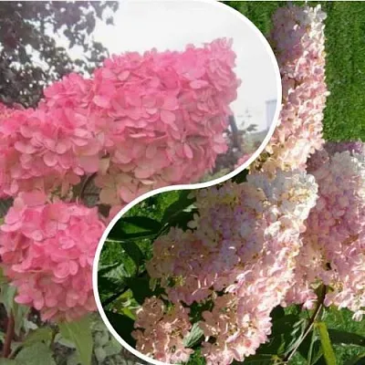 Комплект МНОГОГРАННОСТЬ в Рязани