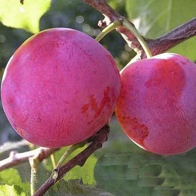 Слива ДЕЛИКАТНАЯ  Слива ДЕЛИКАТНАЯ в Рязани