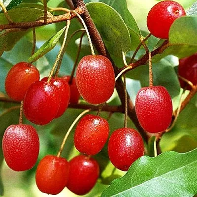 Гуми  Гуми в Рязани