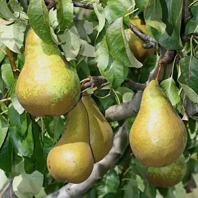 Груша САПФИРА колонновидная  Груша САПФИРА колонновидная в Рязани