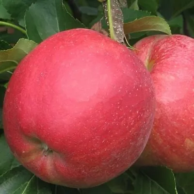 Яблоня РУБИН  Яблоня РУБИН в Рязани