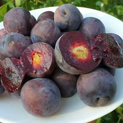 Сливово-вишневый гибрид МЕЙНОР  Сливово-вишневый гибрид МЕЙНОР в Рязани